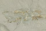 Fossil Capelin Fish (Mallotus) Nodule - Ontario #242450-3